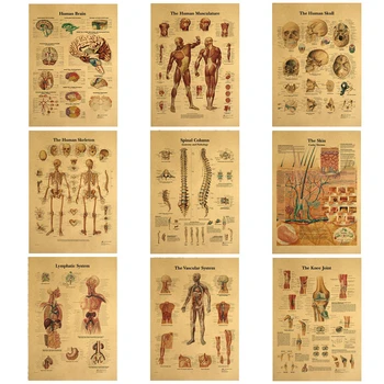 Плакат с анатомией человека, диаграмма позвоночника, коленный сустав, плакаты для ног, винтажная Крафт-бумага, структура тела, Скелет, декор, живопись